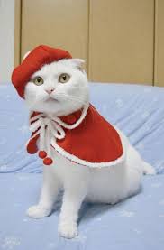 Pin On Puss And Boots