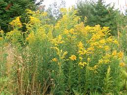 Solidago Canadensis Canada Goldenrod Go Botany