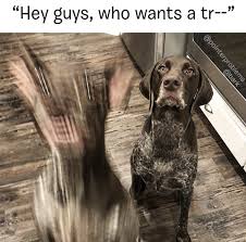 45 clean animal memes ranked in order of popularity and relevancy. 100 Pet Memes That Will Make You Lol Over And Over Again