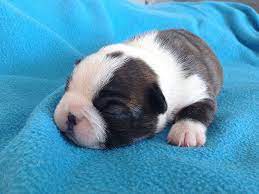 boston terrier hund in schweiz boston terrier welpen kaufen verkaufen schweiz welpen kaufen boston terrier schweiz boston terrier zuchter kennel welpen kaufen boston terrierg in schweiz