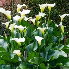 Image result for Zantedeschia