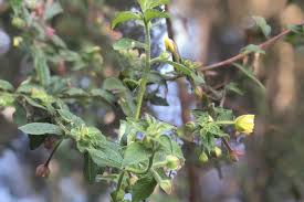 Image result for Ludwigia octovalvis