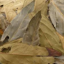 Image result for Ocotea