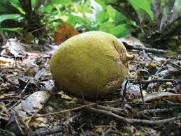 Image result for Magnistipula