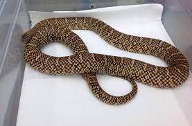 Palm Beach Co Florida Kingsnake Male Florida King Snake Palm Beach Florida