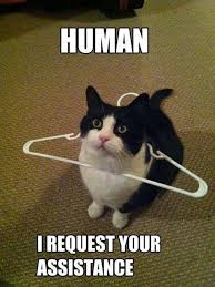 Do I Even Want To Know What Happened Funny Cat Pictures Cute Funny Animals Funny Animals