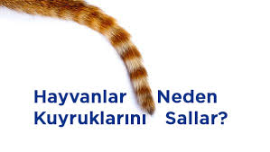 Hayvanlar Neden Kuyruklarini Sallar Nasil Yapilir Nedir Bilgi Sitesi
