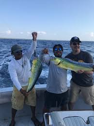 Choose your favorite dolphin fish designs and purchase them as wall art, home decor, phone cases, tote bags, and more! Beautiful Fish Mahi Mahi Also Known As Dorado In Spanish Or Dolphin Fish Bild Von Poverty Sucks Fishing Puerto Aventuras Tripadvisor