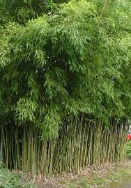 Growing and maintaining bamboo growing bamboo successfully is a simple and rewarding task the faster spreading types can be planted farther apart, if you are willing to wait a little longer for the. 20 Bamboo Ideas Bamboo Phyllostachys Bamboo Species