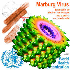 It causes a disease similar to that caused by the marburg virus. Just A Life Sciences Blog U Marburg An Ebola Like Threat Sees A Viral Revival In Remote Mountainous Uganda
