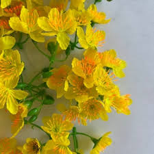 Image result for Ochna cyanophylla