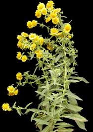 Image result for Inula