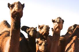 Camel milk is high in antioxidants, which help prevent damage to your cells that can lead to serious diseases such as cancer, diabetes, and heart diseases. Unique Benefits Of Camel Milk Natural Health With The Camel Milk