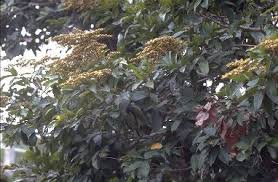 Image result for Dialium guineense