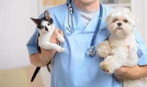Vets & pets veterinary clinic. Dale Mabry Animal Hospital Tampa Fl Vet Appointments Boarding