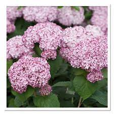 However, the warmer your climate, the more shade they require; Hydrangea Incrediball Blush Smooth Hydrangea Sugar Creek Gardens