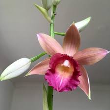 Image result for Phaius