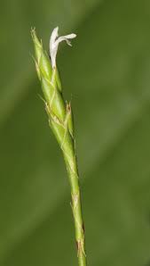 Image result for Elytraria acaulis