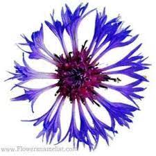 Maybe you would like to learn more about one of these? Flowers That Start With B Flowers Name List