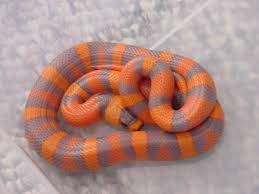 Hypo Honduran Milksnake Milk Snake Pet Snake Cute Reptiles