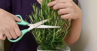 Image result for rosemary pruning