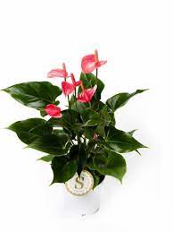 Caroline William Carolinewilliam0405 Profile Pinterest