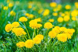 Each bunny is different and has different tastes however. Can Rabbits Eat Dandelions Greens Pet Care Advisors