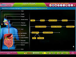 Flow Chart Of Digestive System In Human Beings Class 10 Biology