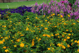 Use them in commercial designs under lifetime, perpetual & worldwide rights. Lantana Umn Extension