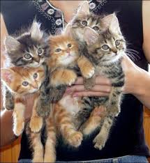 Lovepik > cute kittens images 150000+ results. Dubious Offer Of The Day Adopt One Kitten Get A Second Kitten Free