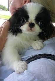 Tiny Japanese Chin Japanese Chin Puppies Japanese Chin Dog Japanese Chin