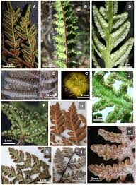 Image result for Cheilanthes quadripinnata