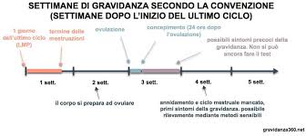 1 2 Prima E Seconda Settimana Gravidanza 360