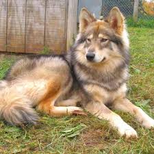 My Future Non Allergenic Dog Yes Non Allergenic Native American Dog Native American Indian Dog American Indian Dog Native American Dog