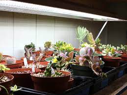 If you are growing plants that flower or fruit, you will want a bulb with more reddish light. Succulent Grow Light Recommendations Mountain Crest Gardens