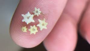 Image result for Craterostigma newtonii