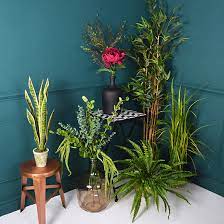 Magnificent strelitzia flower isolated on black. Botanical Blooms The Best Artificial House Plants Ideal Home