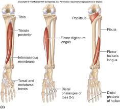 Flashcards Muscle Appendix Posterior Tibialis Human Anatomy And Physiology Body Anatomy Anatomy And Physiology