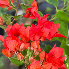 Image result for Bougainvillea