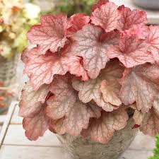 Georgia Peach Coral Bells Heuchera American Meadows Monrovia's georgia peach heuchera details and information. georgia peach coral bells