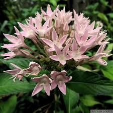 Image result for Pentas bussei