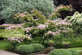 Kousa dogwood, chinese dogwood, japanese dogwood 'satomi' (cornus kousa) by growin. Flowering Chinese Do Stock Photo By Nicola Stocken Image 0653861