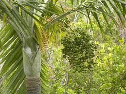 Image result for Pseudophoenix