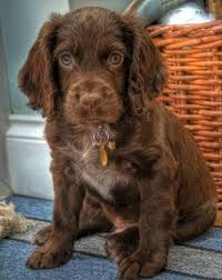 Black And Brown Cocker Spaniel Pin On Animals