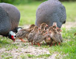 As seasonal layers, guinea fowl can lay eggs all throughout the year, laying about one egg per day between march or april and september or october. Guinea Fowl
