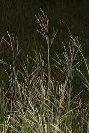 Image result for Panicum repens
