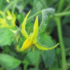 Since each tomato flower contains male parts, it can produce its own pollen. Open Tomato Blossoms Hanging Downward Direct The Pollen Download Scientific Diagram