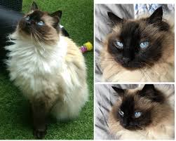 Despite their best efforts, nobody wanted to take him. Ragdoll Siamese Differences Ragdoll Cats Siamese Cats Ragdoll Cat Cats Siamese Cats