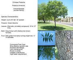 We did not find results for: Chinese Pistache Tree From Https Www Phoenix Gov Parks Parks Urban Forest A Guide To Trees In Phoenix Tree Care Tree Desert Trees