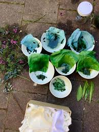 Image result for Indigofera bainesii